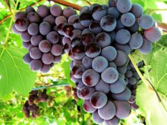 Виноград Лидия: описание сорта, фото, посадка, уход и выращивание
